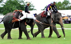 elephant polo